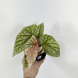 Begonia 'Snow Capped' (Variegated) [#2108]