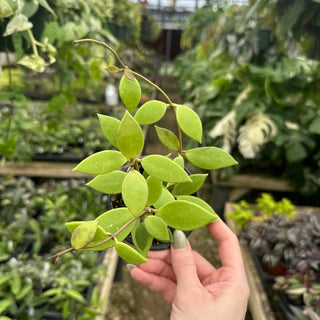 Hoya sp. Lai Chau Forest Vietnam