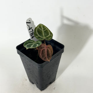 Z-4784 - Anthurium 'Brielle'/'Michelle' x self