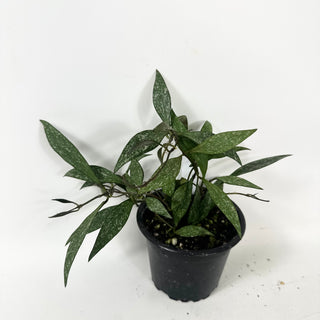 Hoya parviflora