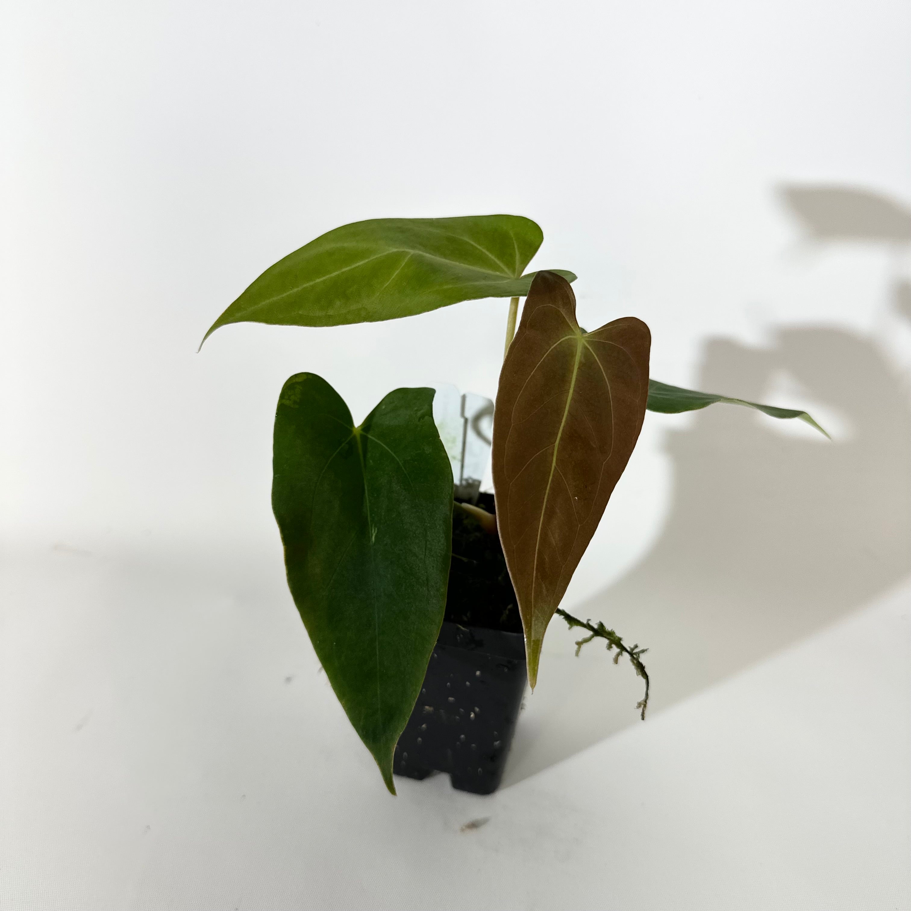 Z-5243 - Anthurium Indo portillae x papillilaminum SL #1 – Steve's