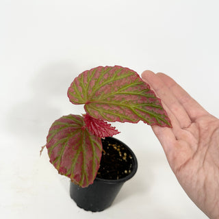 Begonia "Crazy Pink" [#2419]