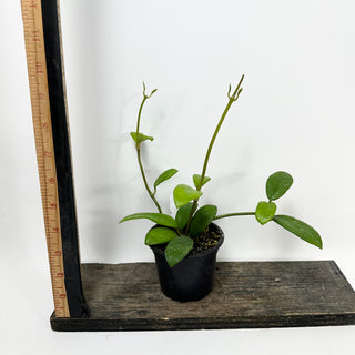 Hoya liangii [#1672]