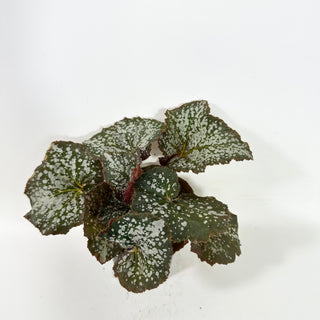 Begonia 'Island Magic' [#2102]
