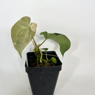 Anthurium 'Arnold Schwarzenegger' x self [#2087]