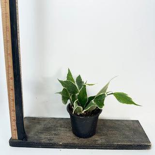 Hoya polyneura (outer variegated) [#2426]