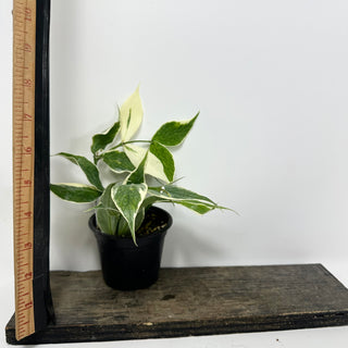 Hoya polyneura (outer variegated) [#1727]