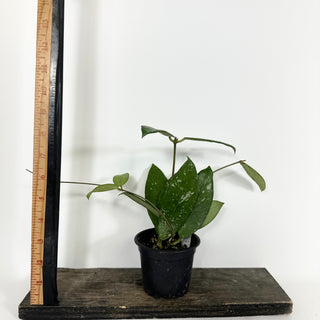 Hoya sp. Lai Chau (long leaf, splash) [#2198]