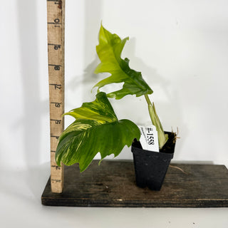 Philodendron 'Florida Beauty' x tortum [#1558]
