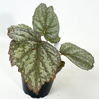 Begonia 'Almost Home' [#2136]