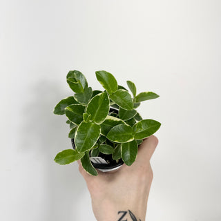 Hoya cumingiana albo-marginata