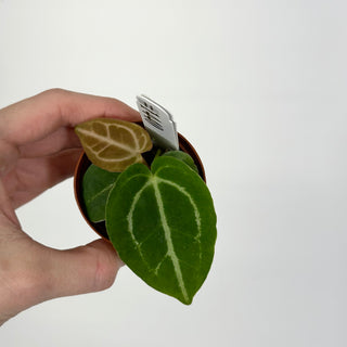 Anthurium magnificum/crystallinum x 'Prince of Darkness' - Seedling [#1440]