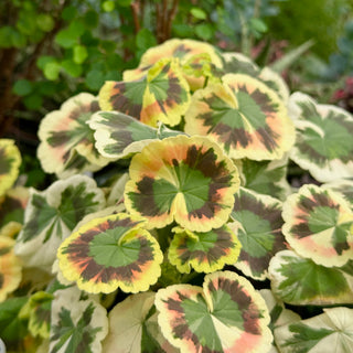 Geranium ‘Mrs. Cox’ (Pelargonium hybrid)