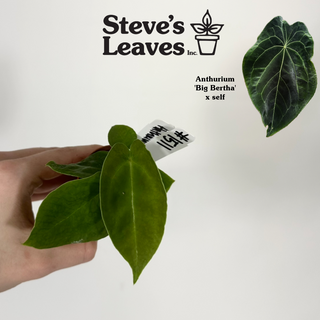 Anthurium 'Big Bertha' x self - Seedling [#1511]