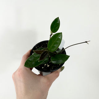 Hoya vangviengiensis