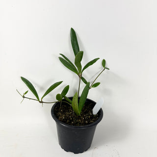 Hoya loheri