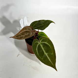 Anthurium 'Contessa' x self - Seedling [#1978]