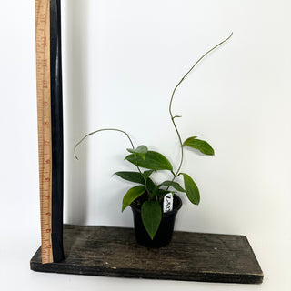 Z-5229 - Hoya persiciana