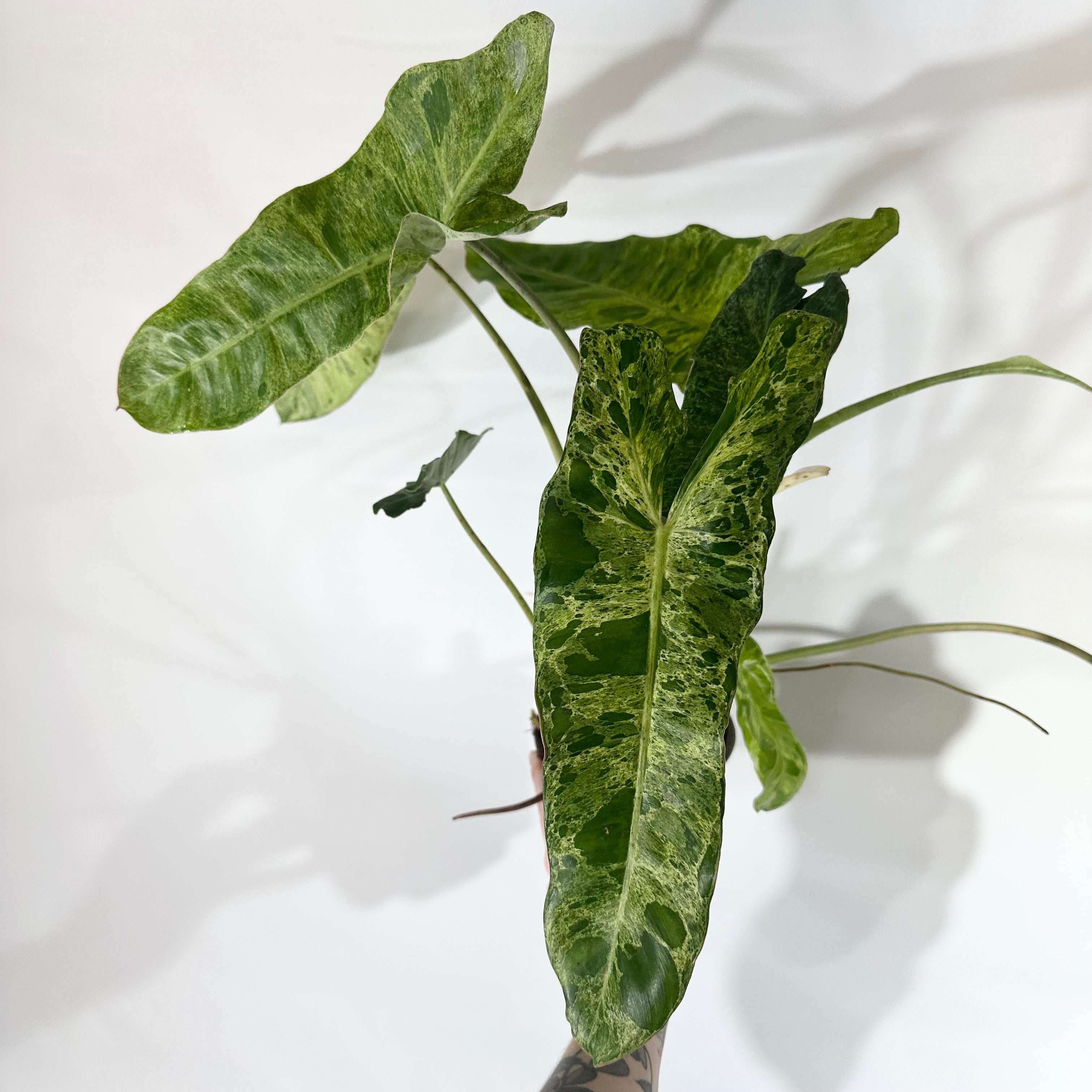 paraiso verde philodendron price Philodendron 'Paraiso Verde'