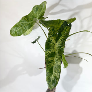 Philodendron 'Paraiso Verde' - 5.5" Pot
