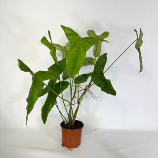 Philodendron oxapapense (Non-TC) [#1175]