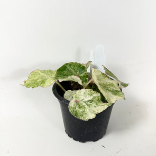 Begonia 'Rouge' [#1913]