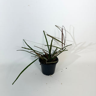 Hoya insularis [#2182]