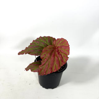 Begonia "Crazy Pink" [#2173]