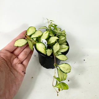 Hoya heuschkeliana variegata [#1936]