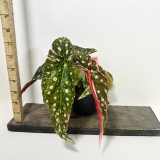 Begonia maculata (Variegated) [#2093]