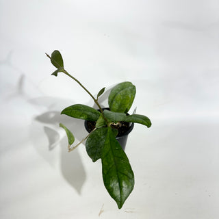 Hoya finlaysonii ‘Alesia’ [#1946]