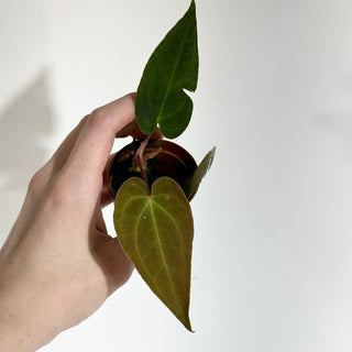 Anthurium carlablackiae x 'Delta Force' - Seedling [#1800]