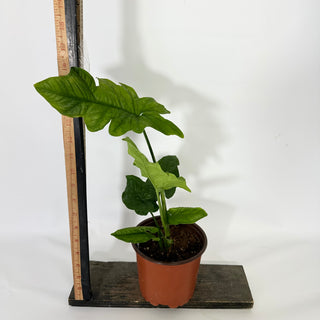 Z-4547 - Syngonium steyermarkii - 5.5" Pot