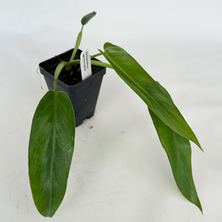 Philodendron spiritus-sancti