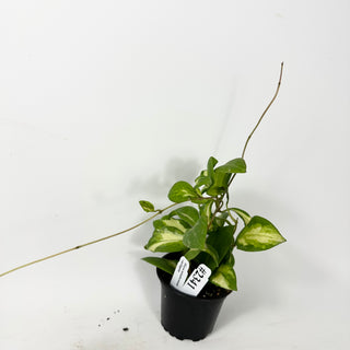 Hoya mindorensis variegata [#2341]