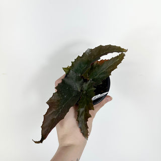 Begonia 'Peppermint Princess' [#2310]