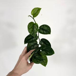 Z-4708 - Scindapsus pictus 'Black Mamba'