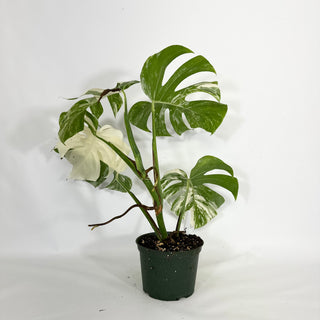 Monstera deliciosa var. borsigiana albo-variegata [#1449]