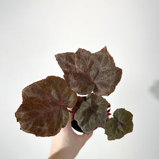 Begonia 'Robin' [#2243]