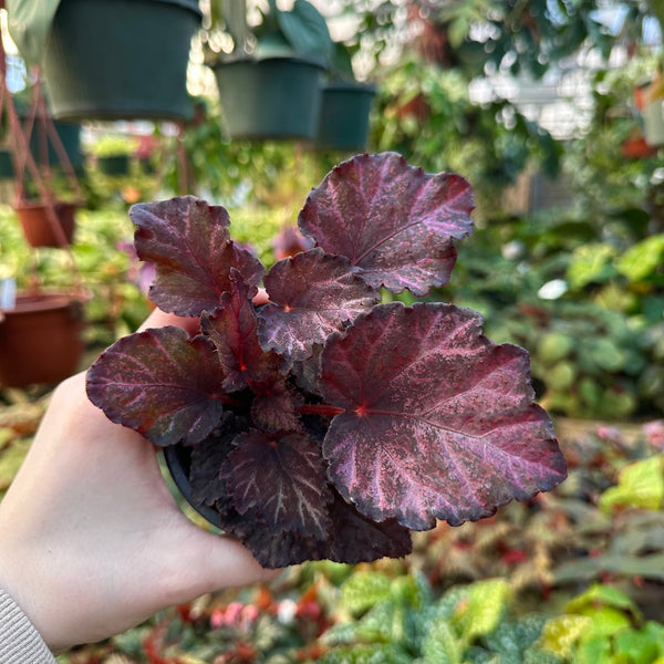 Begonia 'Knowing' – Steve's Leaves