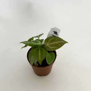Anthurium 'Doc Block F3' - 2 Seedlings [#1478]