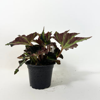 Begonia 'Texas Red Star' [#2098]