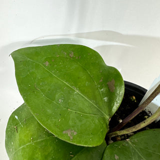 Hoya balaensis "Splash" [#2070]