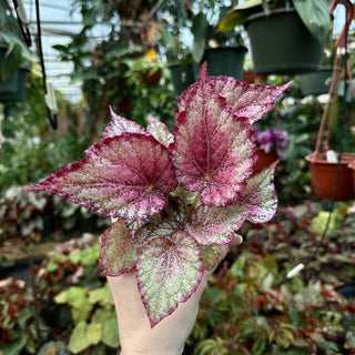 Begonia 'Peace'