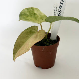 Anthurium 'Arnold Schwarzenegger' x 'Chuck Norris' - Seedling [#1659]