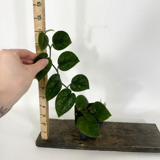 Scindapsus pictus 'Black Mamba' [#1500]