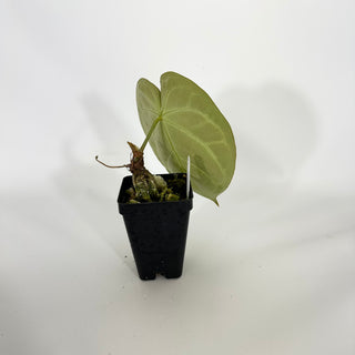 Anthurium magnificum verde x 'Silver Blush' [#1611]