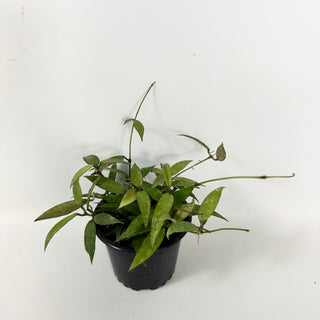 Hoya lacunosa 'Malaysia' [#1718]