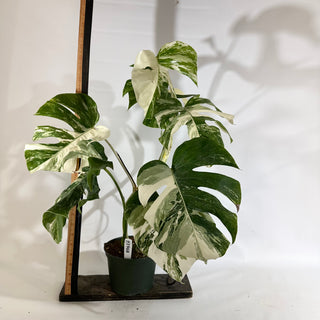 Monstera deliciosa var. borsigiana albo-variegata [#1968]