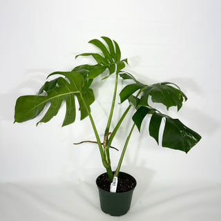 Monstera deliciosa var. borsigiana albo-variegata [#1303]